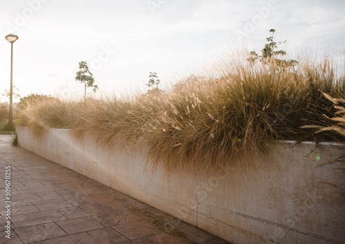 Dead grass in an city concrete flowerbed against a sunset in Valencia Spain. Photography of yellow dry grass and plants in a city landscape, concept of autumn and wilting. photo