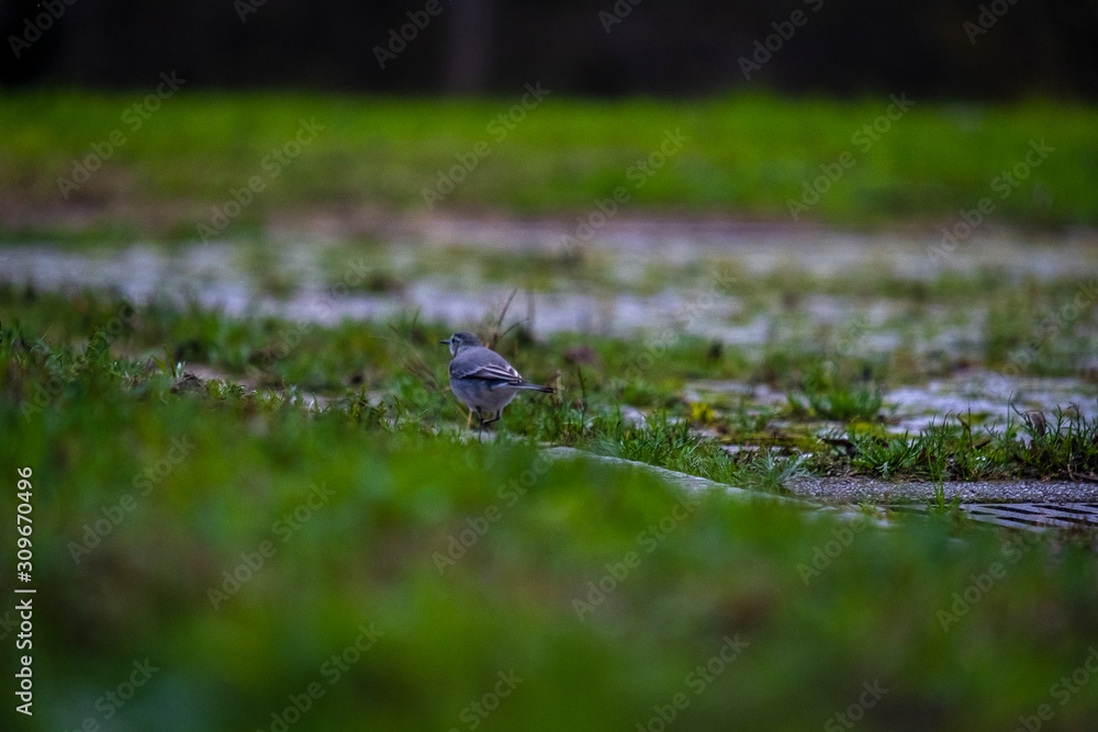 Bonito pequeno passaro na relva verde Bonito pequeno passaro na relva verde