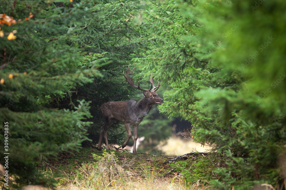 fallow deer, dama dama, Czech nature fallow deer, dama dama, Czech nature