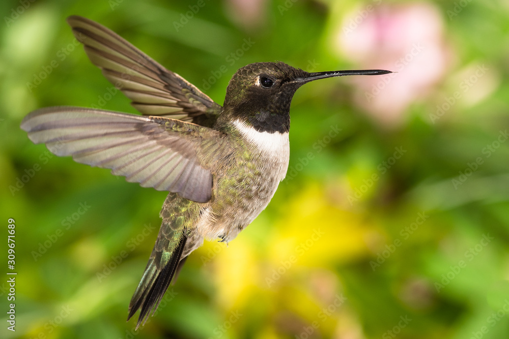 Fototapeta premium Black-Chinned Hummingbird Searching for Nectar in the Green Garden