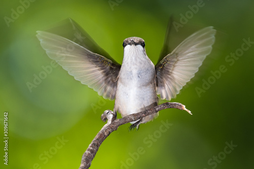 Ruby Throated Hummingbird Perched Delicately on a Slender Twig © rck