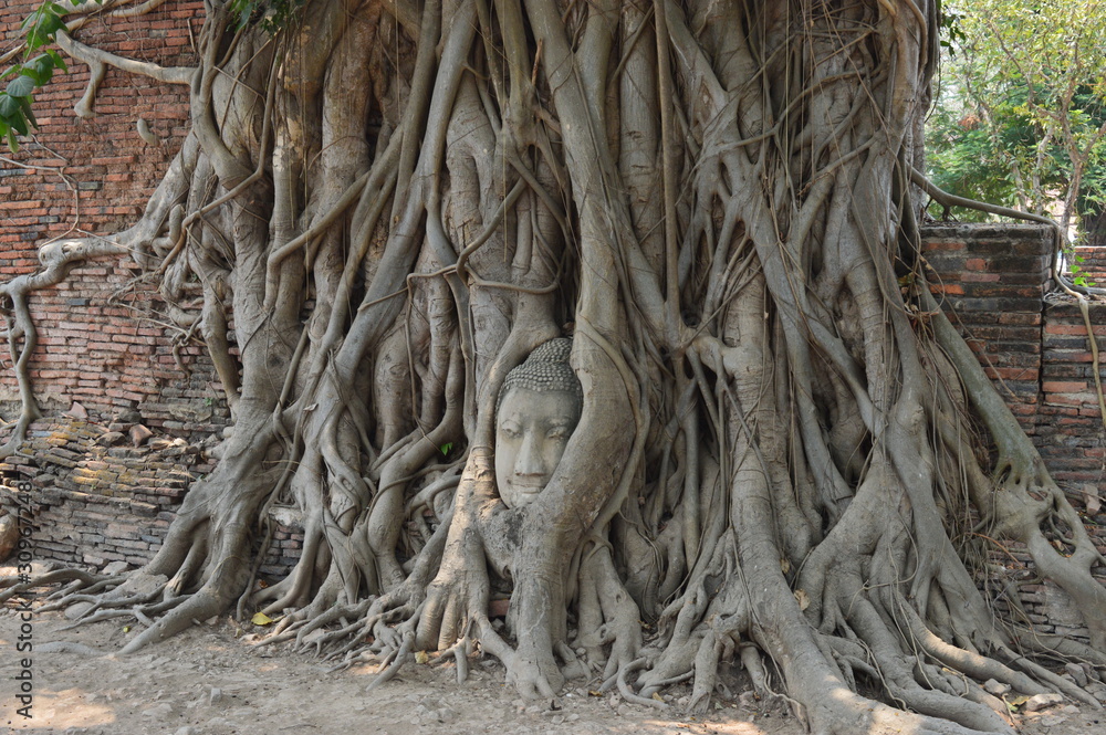 Thailand Architecture Garden Bangkok Park Phra Mahathat head in a tree Thailand Architecture Garden Bangkok Park Phra Mahathat head in a tree