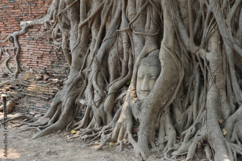 Thailand Architecture Garden Bangkok Park Phra Mahathat head in a tree