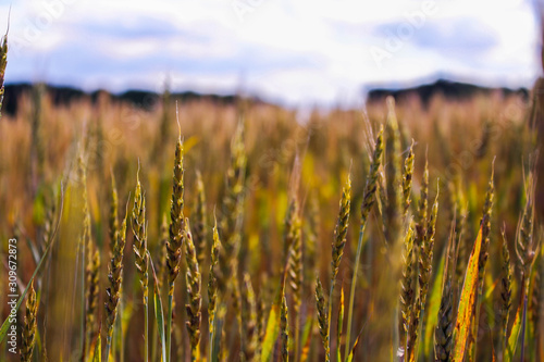 Wheat Field