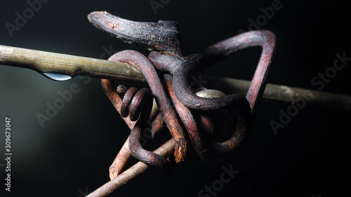 Knotted photo