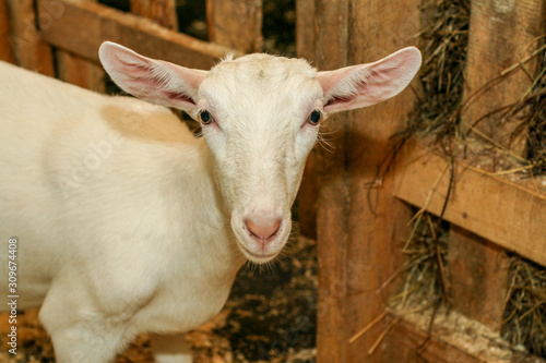 small goat farm