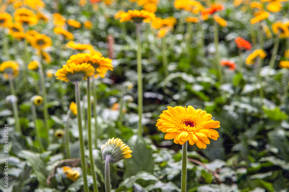 Flowering Gerbera plants from close Flowering Gerbera plants from close