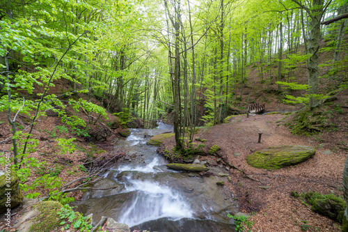 Fototapeta Naklejka Na Ścianę i Meble -  Green spring trees in the  Casentino Forests National Park