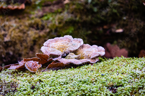 Pilz  Eis und Moos