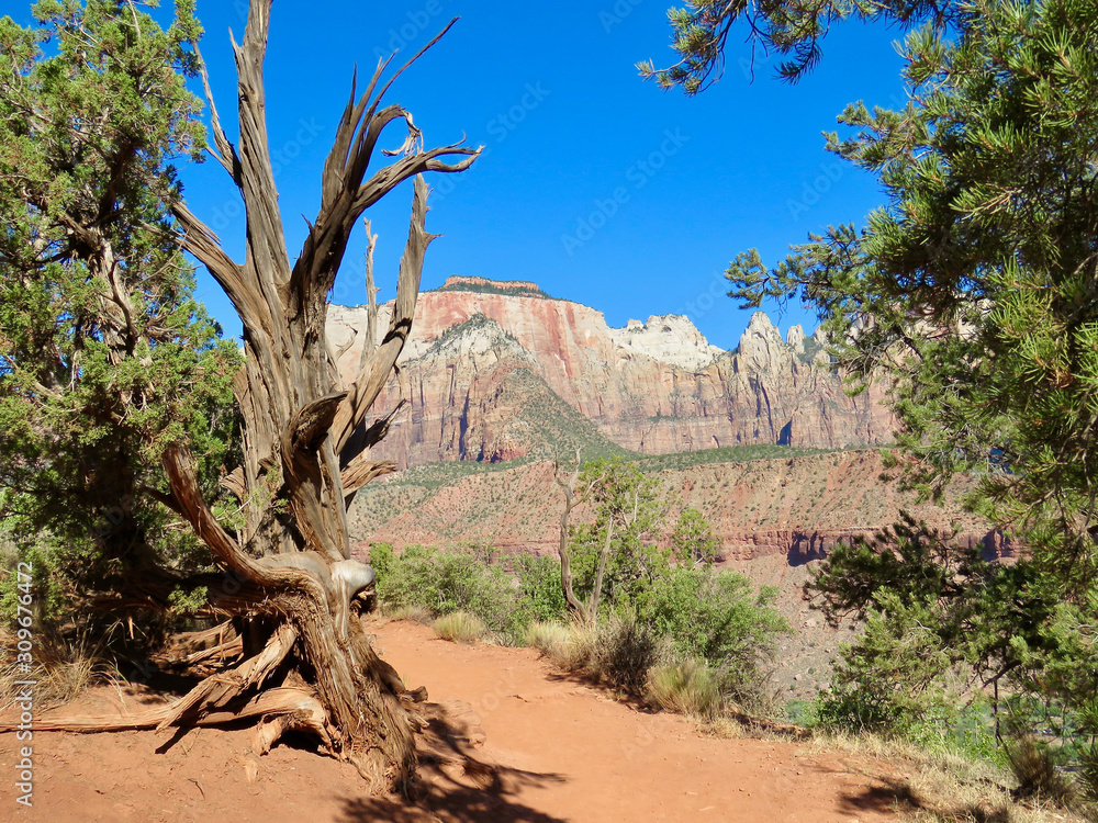 Desert landscape in Zion National park with dead tree, mountains, and deep blue sky