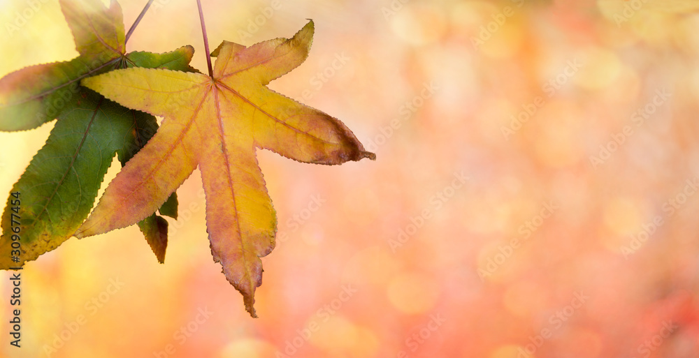 Autumn leaves on bokeh background. Close up. Colourful dry maple leaves ( Sapindaceae leaf ) Autumn leaves on bokeh background. Close up. Colourful dry maple leaves ( Sapindaceae leaf )