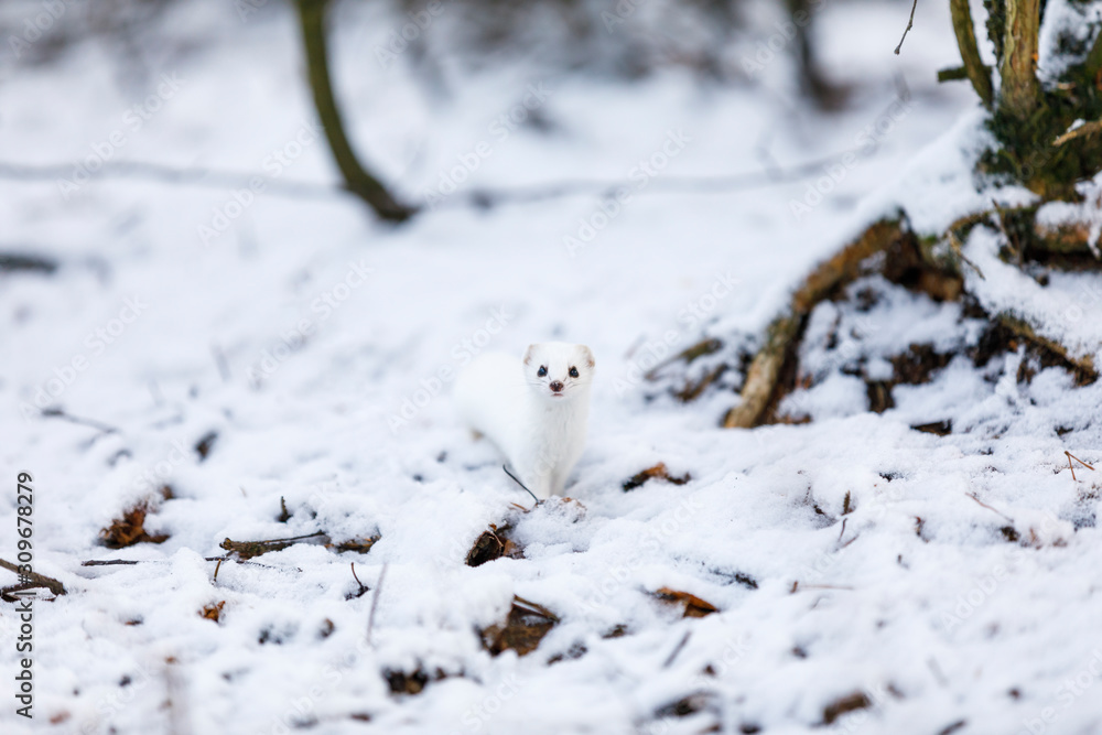 Portrait of white weasel in snowy forest