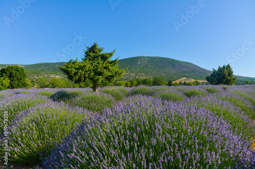 lavender field and one tree in Turkey