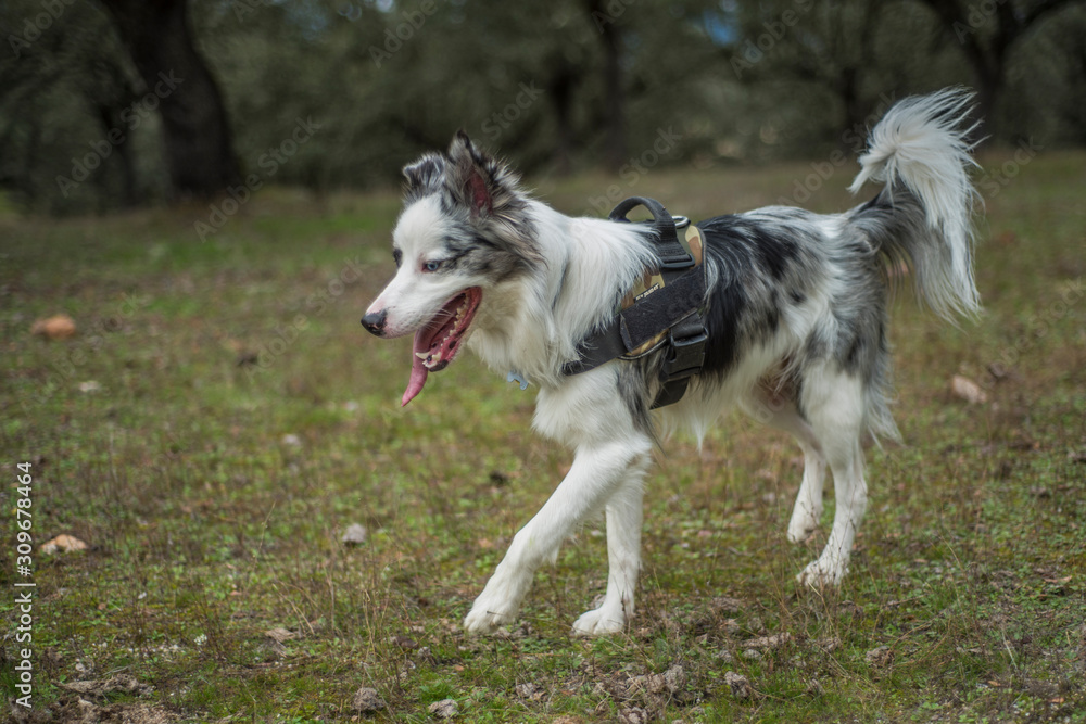 border collie blue merle in the green field with trees border collie blue merle in the green field with trees