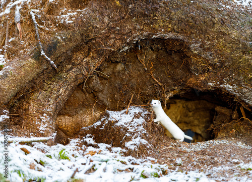 White weasel on an old tree stump in winter photo