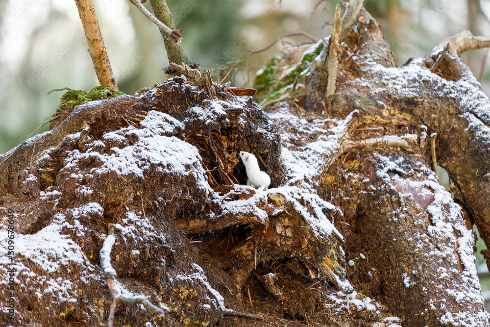 White weasel on an old tree stump in winter White weasel on an old tree stump in winter