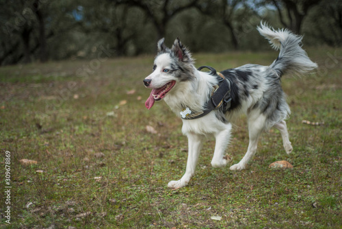 border collie blue merle in the green field with trees