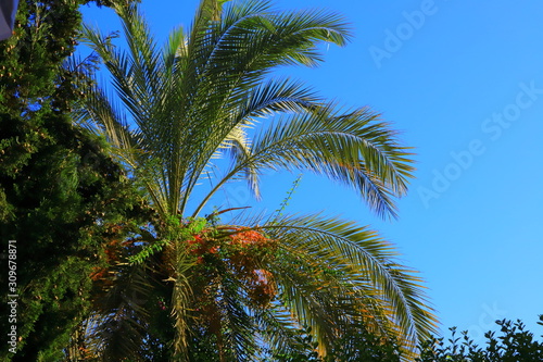 Green palm tree against a clear blue sky