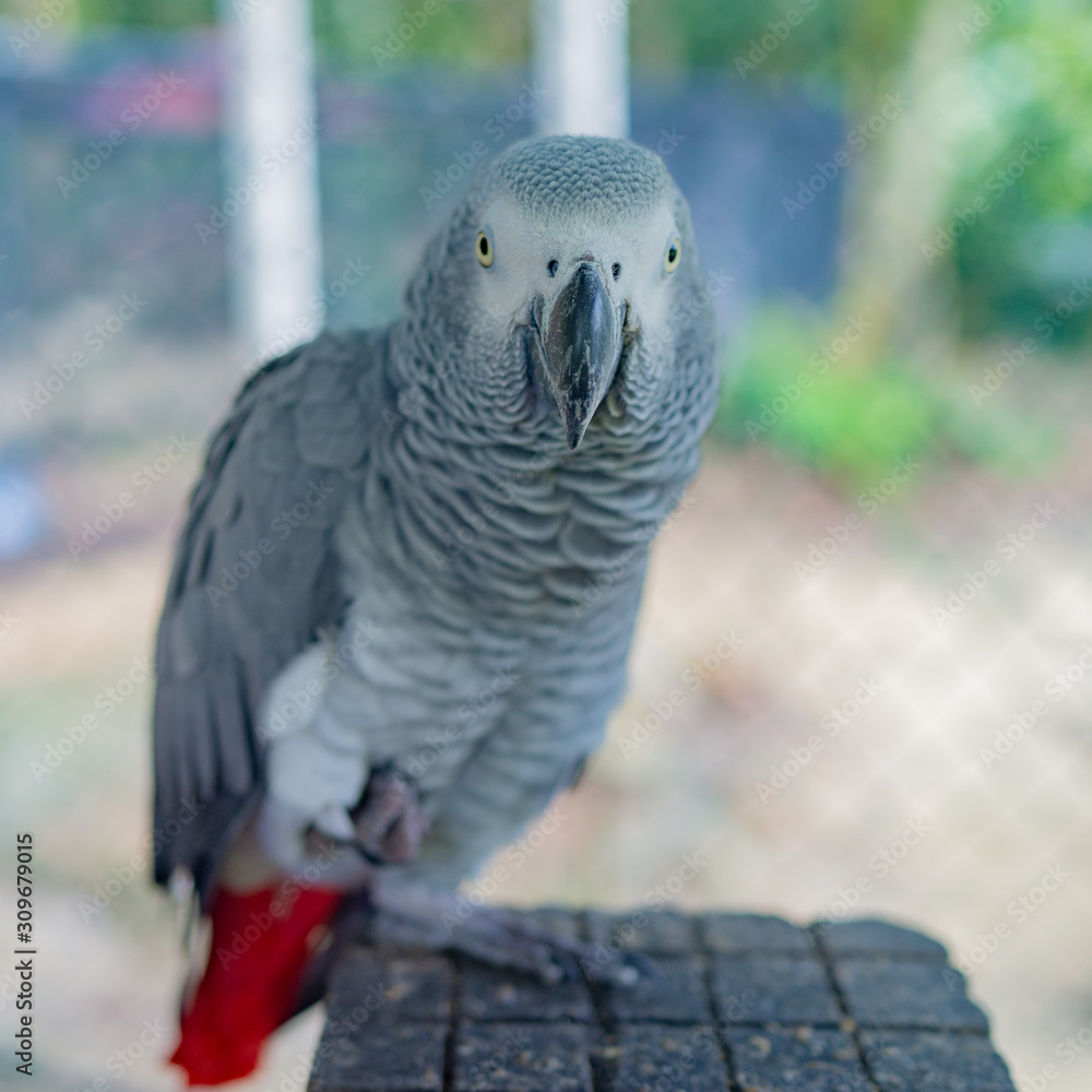Fototapeta premium portrait of a parrot