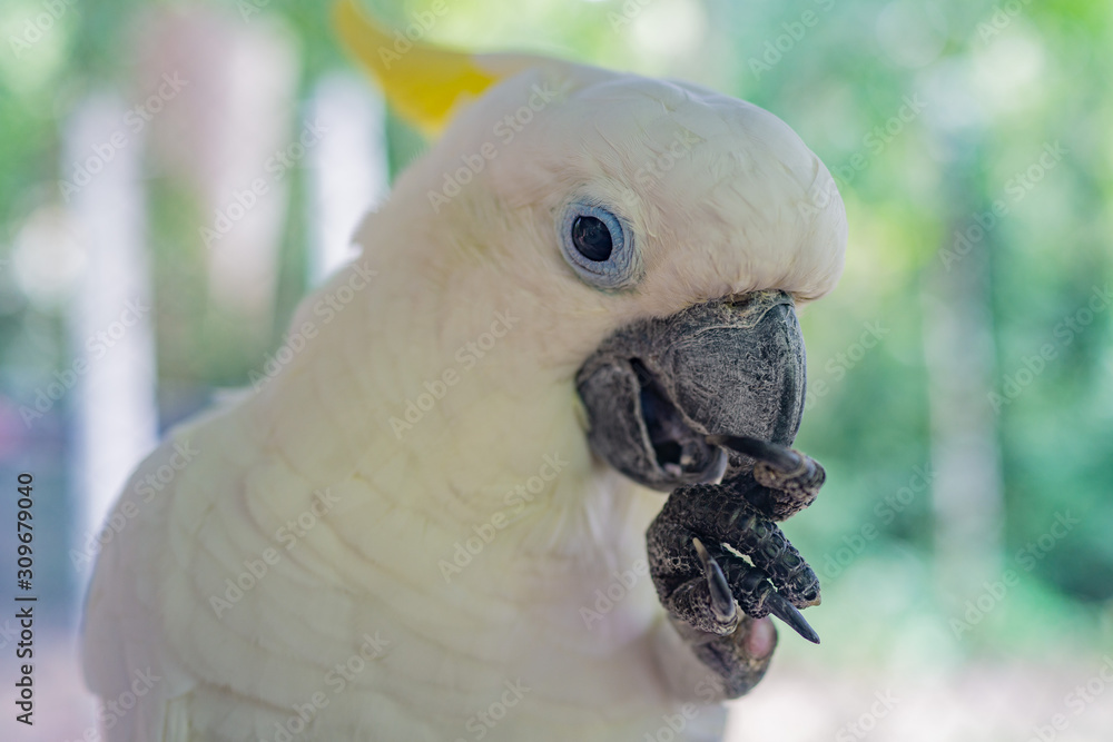 portrait of a parrot
