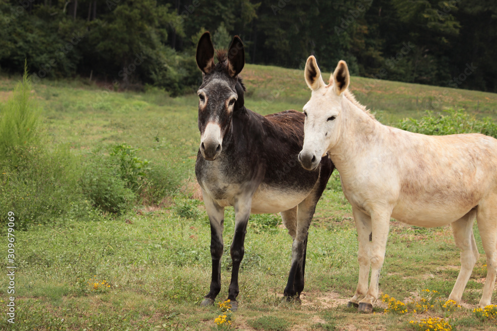 donkey in a field