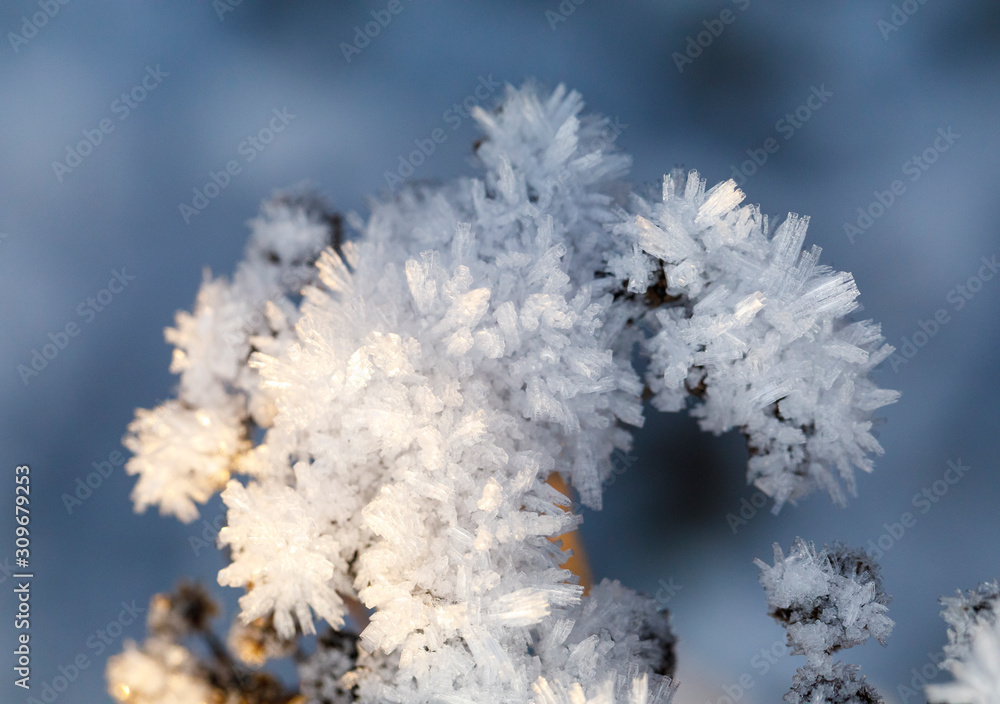 Closeup of ice crystal on top of a plant Closeup of ice crystal on top of a plant