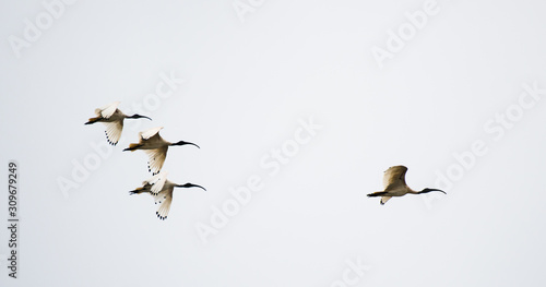 flying ibis © Walter