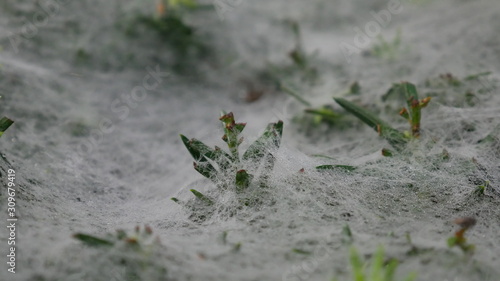Spider web on bush