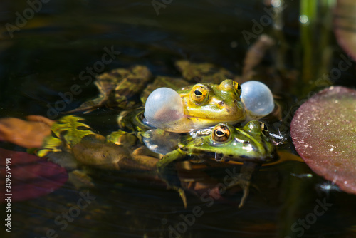 Frog