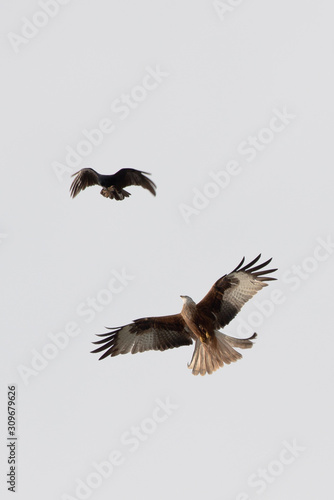 birds air fight