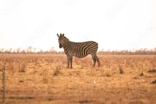 A zebra stands in the yellow grass in the rays of the setting sun.