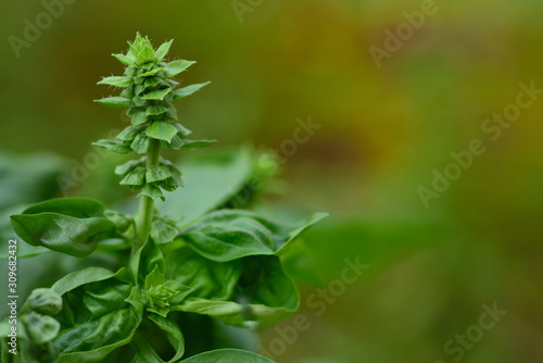 Close-up of the bud of a soon-flowering green basil plant with green leaves in Italy with space for text