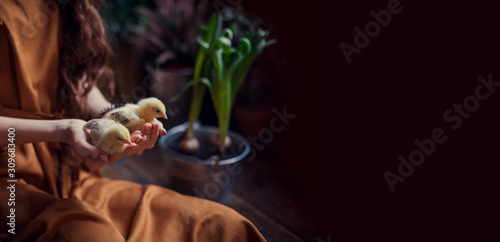 easter mood background newborn chickens in the hands of a tiny tiny defenseless girl. Spring eggs holiday new life awakening  place for text banner ecologicaly clean natural eco farming village photo