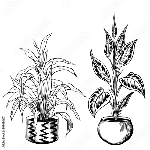 Black and white sketchy houseplants in flowerpots. Hand drawn vector illustration.