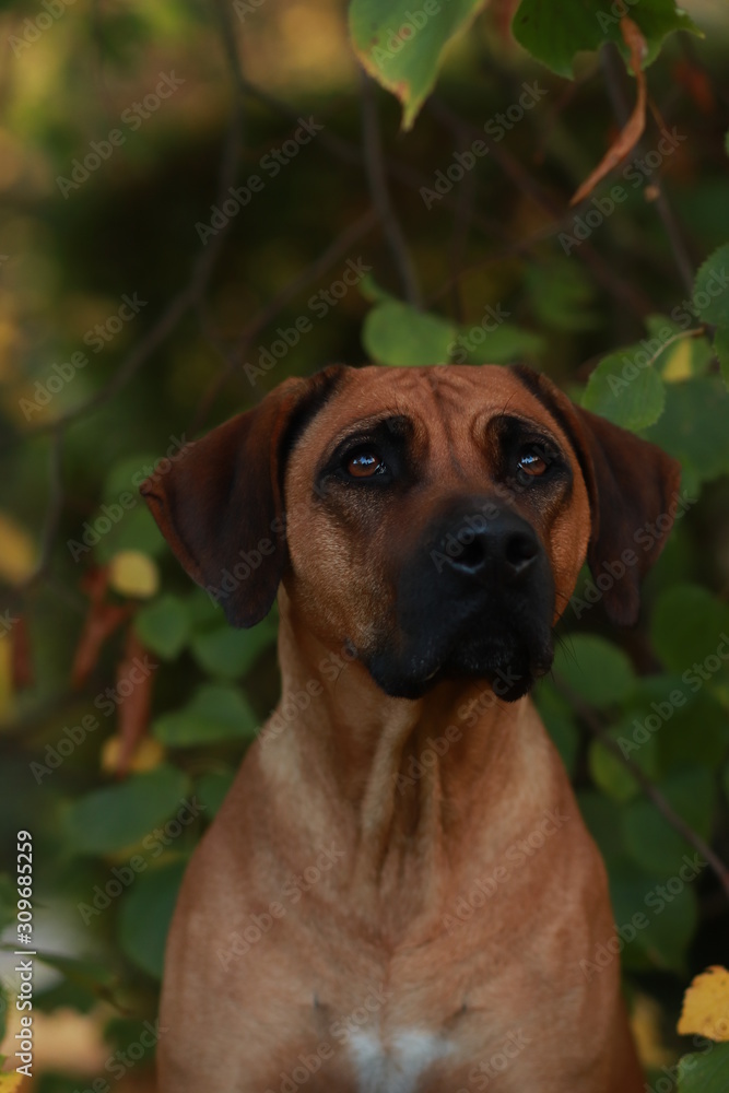 Rhodesian Ridgeback