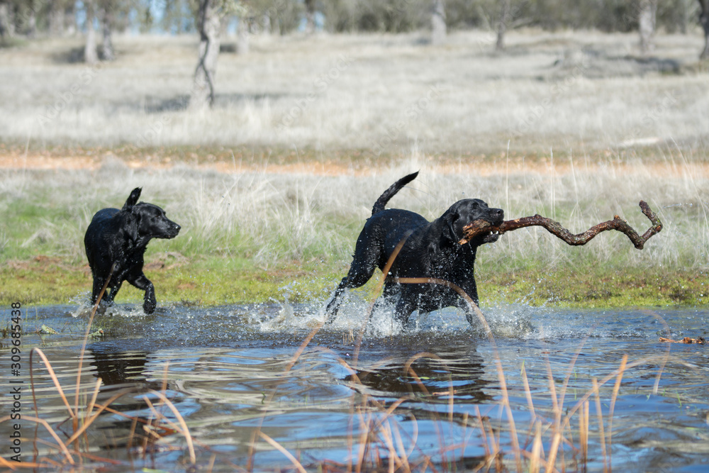 Old chocolate labrador dog sitting in pond water. Old chocolate labrador dog sitting in pond water.