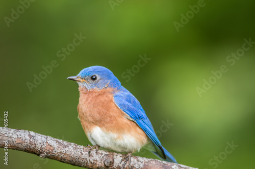 Beautiful male Eastern Bluebird (Sialia sialis) portrait perched against clean green muted background in the spring © rabbitti