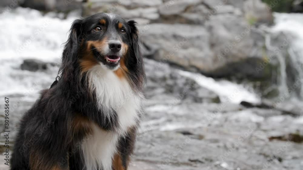 A smiling mini Australian Shepherd sitting with rushing water in the background.