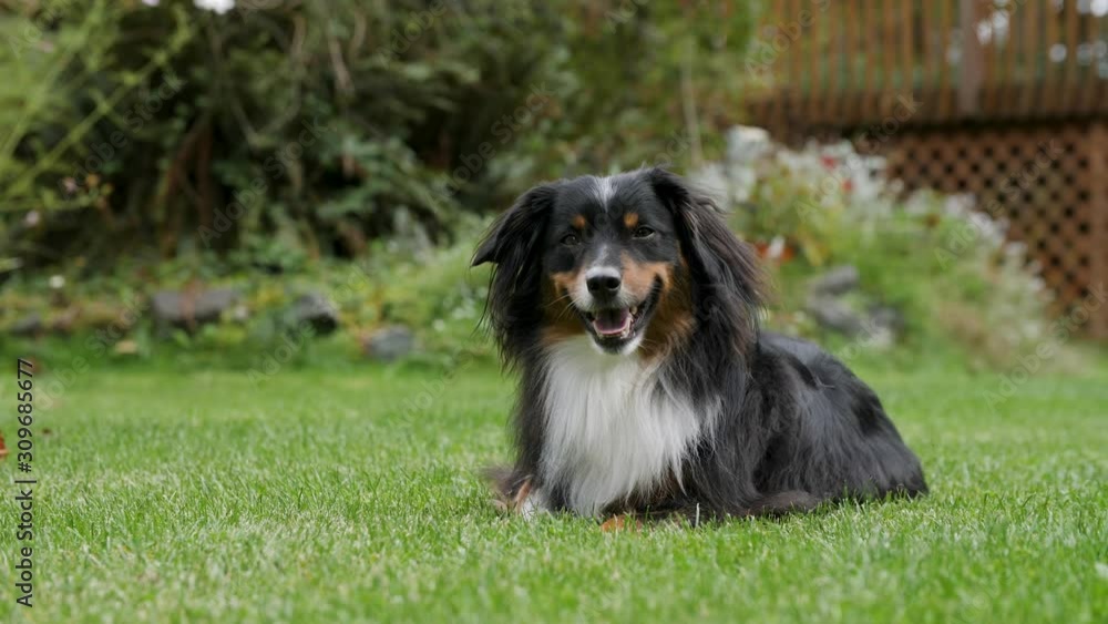 A mini Australian Shepherd laying down in a beautiful lawn of grass. A mini Australian Shepherd laying down in a beautiful lawn of grass.