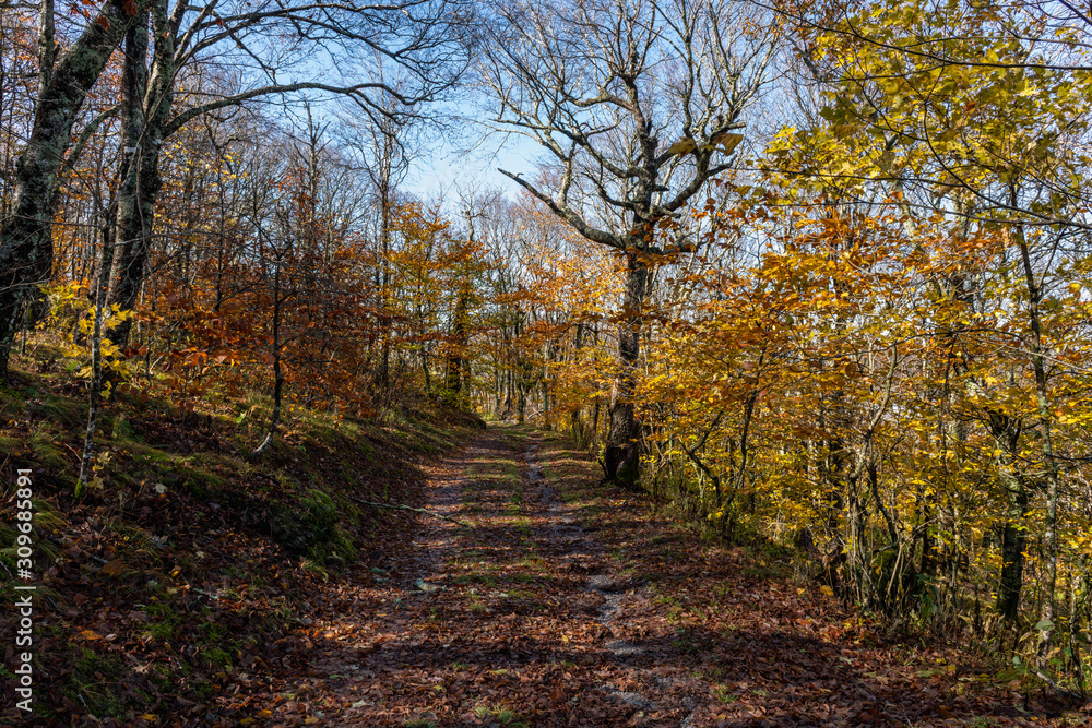 Obraz premium Autumn wilderness service road in Great Smoky Mountains National Park with colorful leaves of Appalachian fall color.