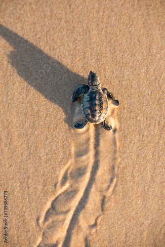 Fotografie Leatherback hatchling rushing to the water at Bahia State, Brazil