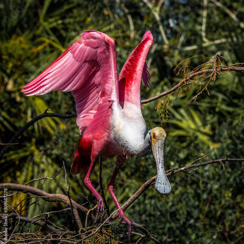 Wading bird at the Rookery