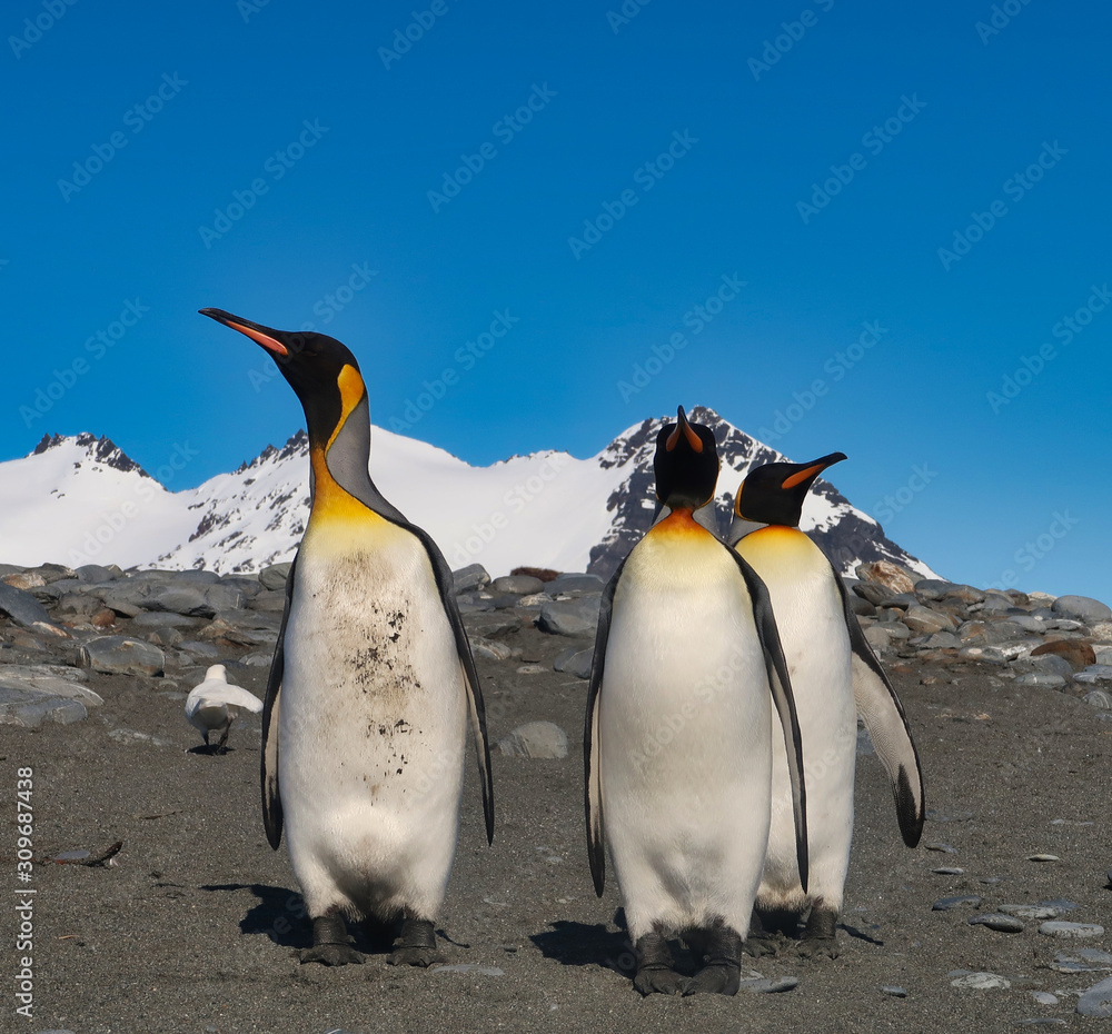 Fototapeta premium Drei Königspinguine in Südgeorgien ganz nah