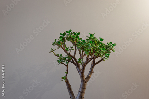 Wide Shot of a Potted Jade Plant Against a Grey Background