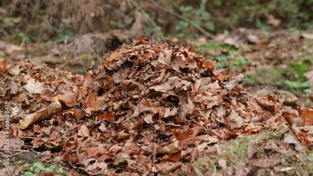 Sliding medium shot of a pile of dead leaves. Sliding medium shot of a pile of dead leaves.