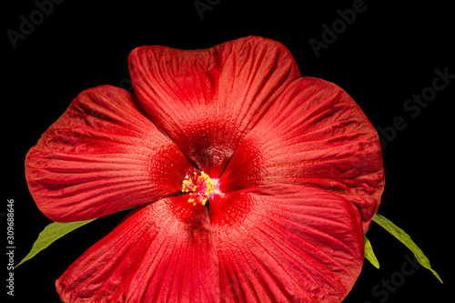 Blooming red flower of hibiscus  isolated on white background