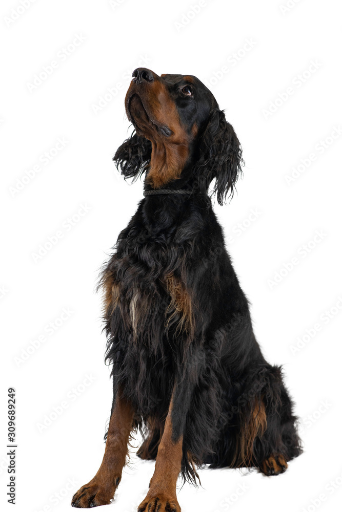 Gordon Setter