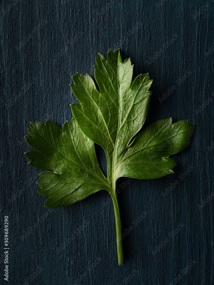 Fresh parsley leaf on dark blue background. Overhead shot. Fresh parsley leaf on dark blue background. Overhead shot.