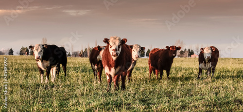 Steers fed on natural grass, in Pampas region , Argentina