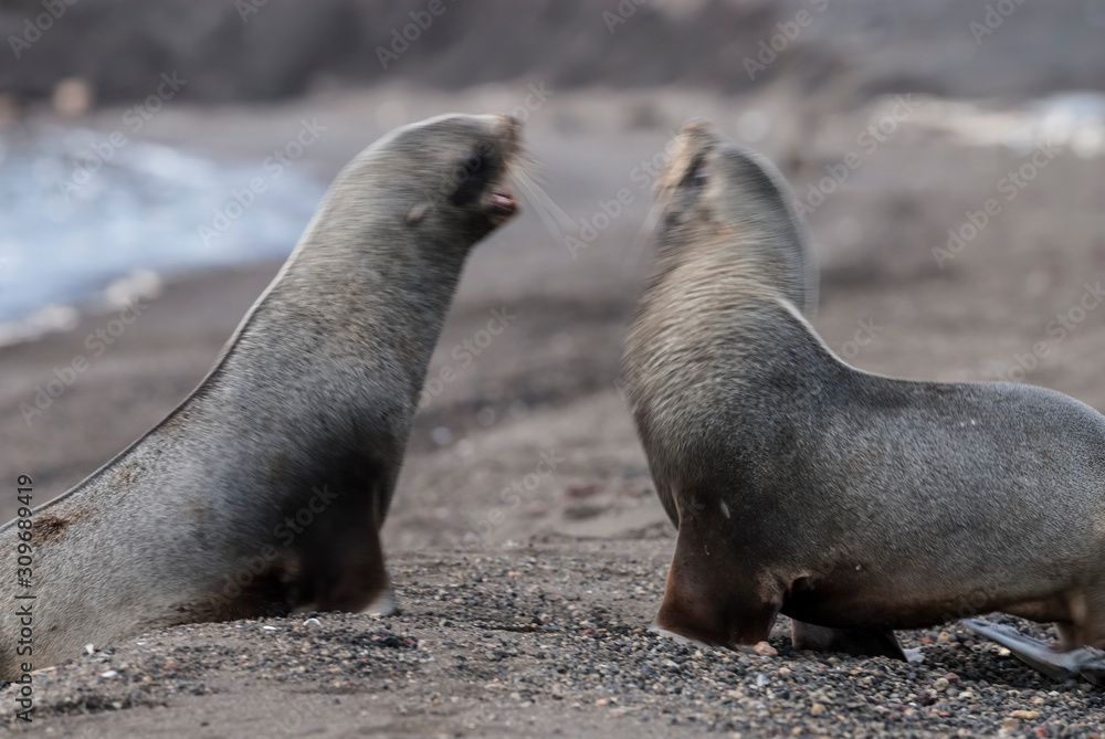 Fototapeta premium Antarctic fur seal,Arctophoca gazella,on Deception Island beach, Antartic peninsula.